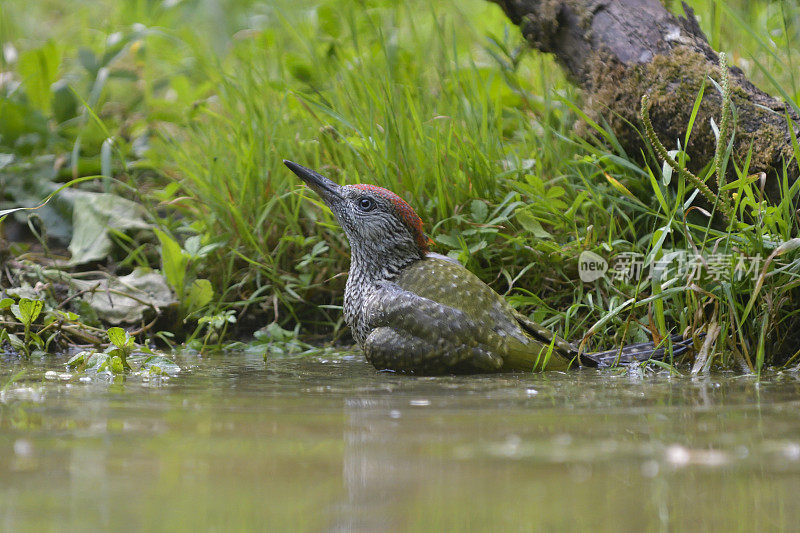 欧洲绿啄木鸟入水(Picus viridis)